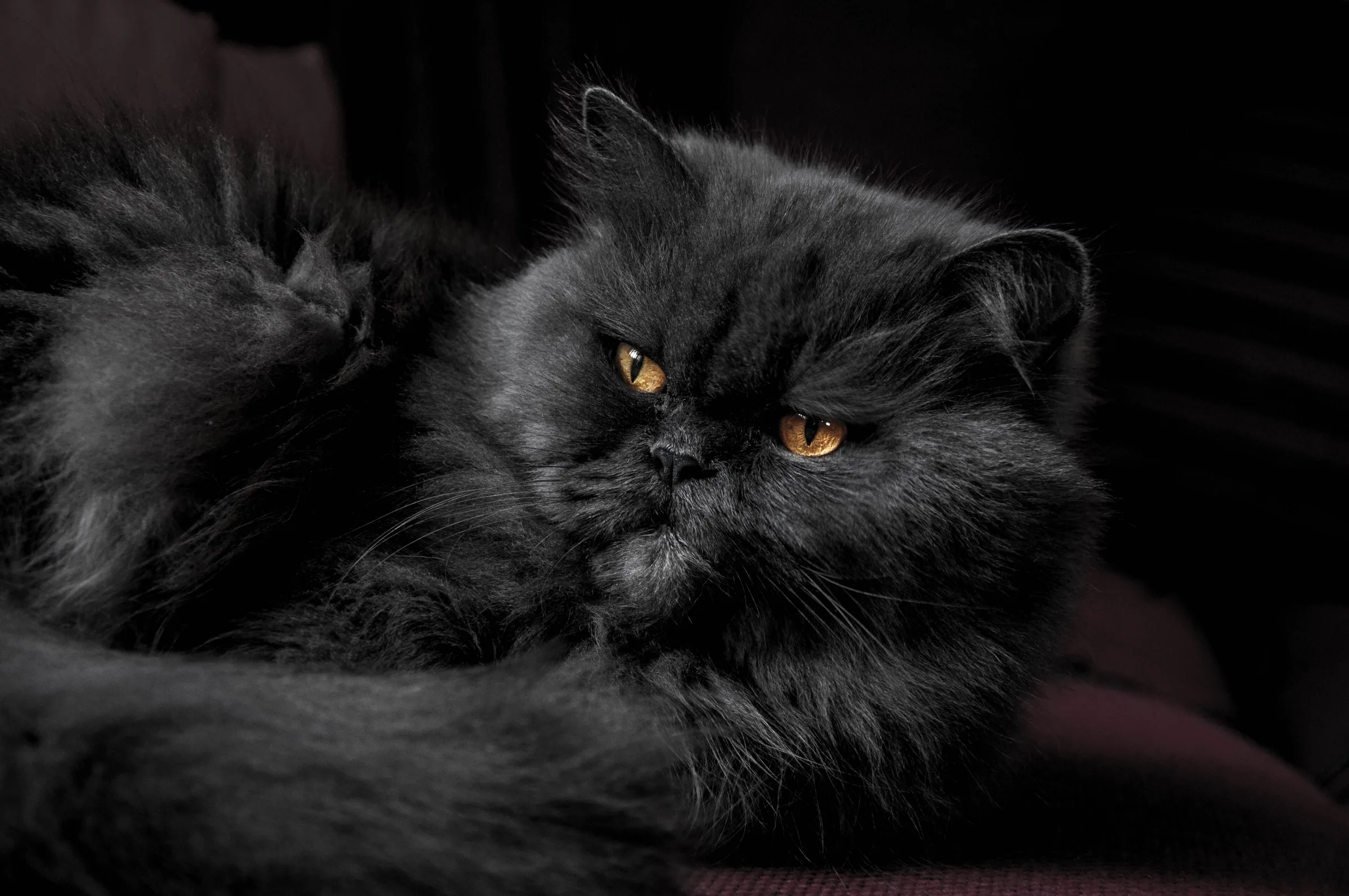 Kedi portresi