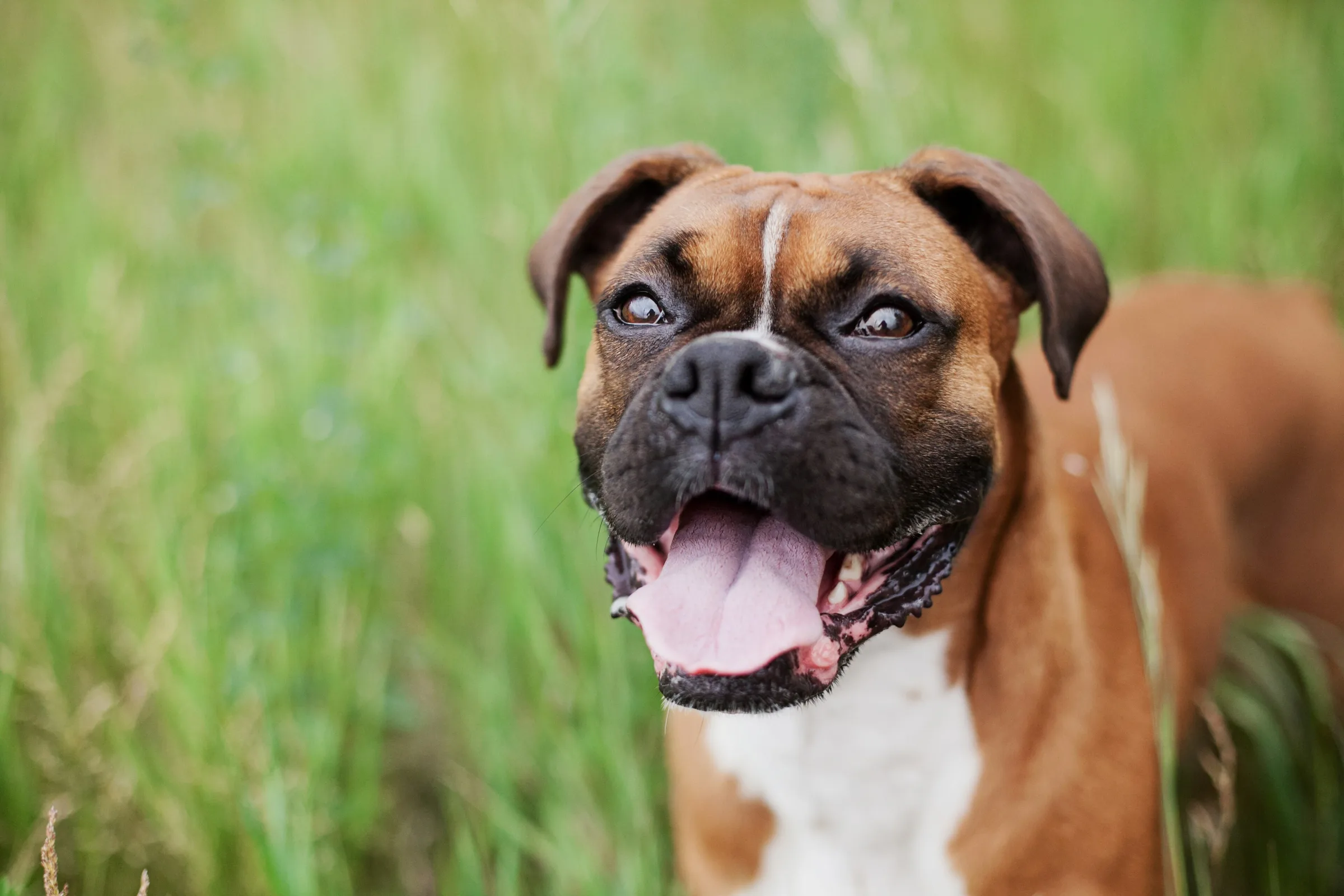 Oyuncu köpek