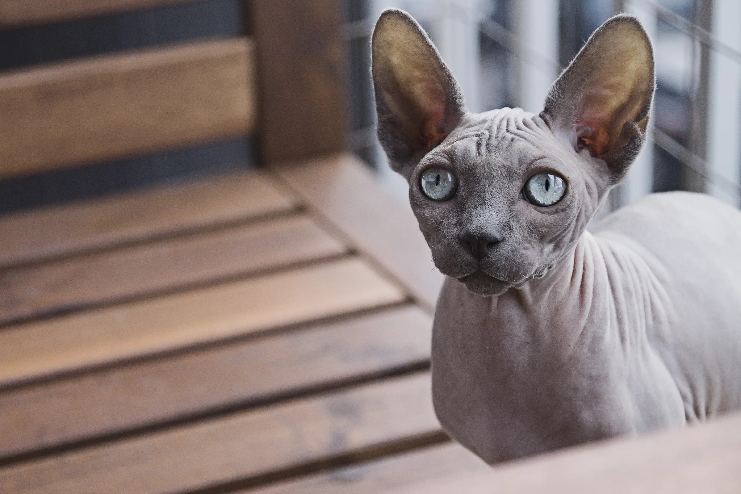 Meraklı kedi
